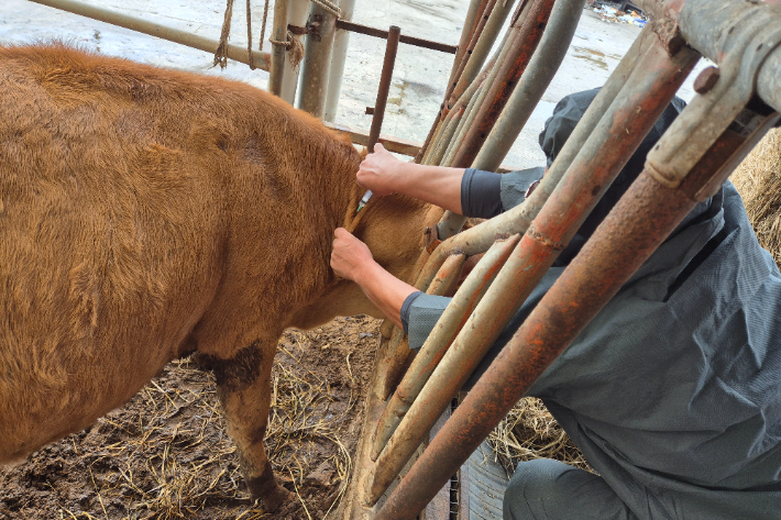 전북자치도가 4월 한 달 동안 럼피스킨 백신 일제 접종에 나선다. 전북도 제공