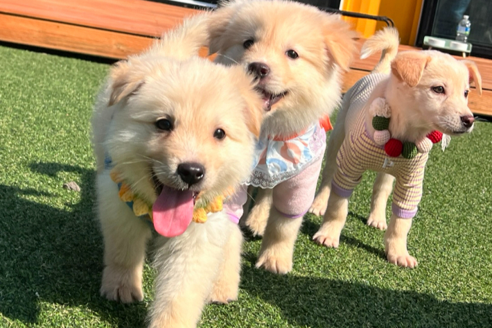 유기동물들. 제주도 동물위생시험소 제공