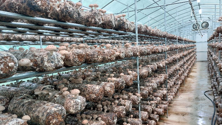 표고버섯 재배하우스. 울진군 제공