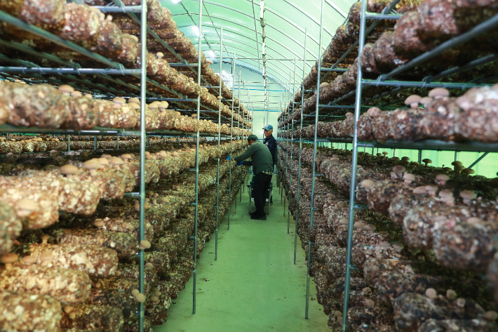 표고버섯 재배하우스. 울진군 제공