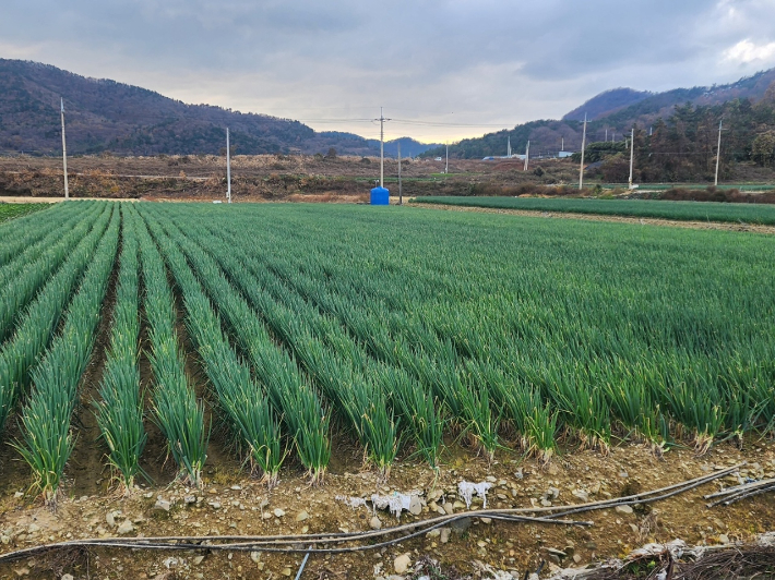 전라남도는 농협경제지주와 함께 소비자 물가 부담 완화, 전남산 대파 소비 촉진을 위해 전국 농협 하나로마트에서 할인행사를 펼친다고 밝혔다. 전남도 제공