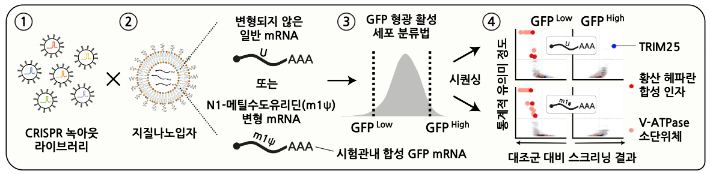 mRNA 백신의 세포 조절 경로를 탐구하기 위한 크리스퍼 녹아웃 스크리닝 전략. IBS 제공