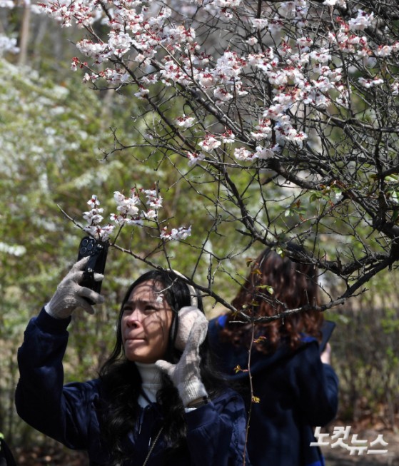 한국 벚꽃에 반해버린 외국인