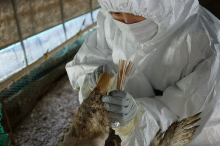 조류인플루엔자 검사. 경남도청 제공 