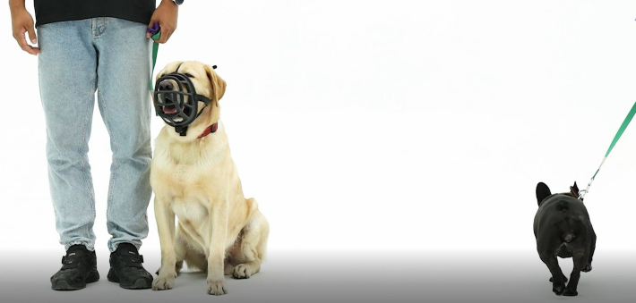 맹견 기질평가. 경남도청 제공 