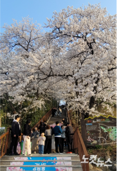 남산벚꽃축제장을 찾은 시민과 관광객들. 전영래 기자