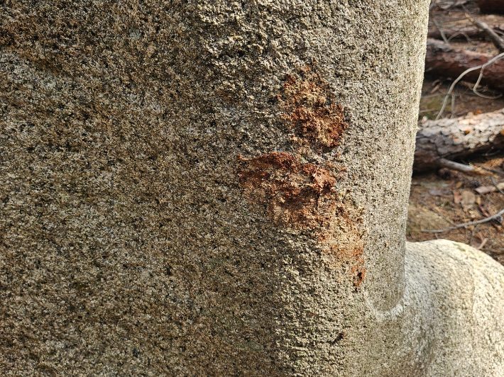 넘어지던 소나무와 부딪혀 나무껍질이 고스란히 묻어 있는 약사여래좌상. 독자 제공