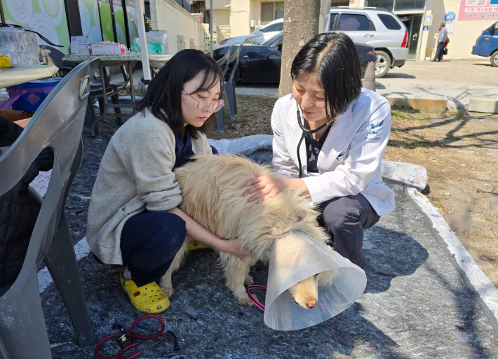 경북대 수의대부속동물병원 의료진이 산불 피해 지역에서 동물 진료 봉사활동 중이다. 경북대 제공 