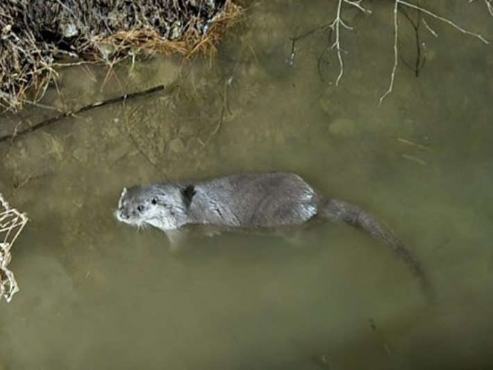 부산 기장군 좌광천에서 수달이 헤엄치고 있다. 기장군 제공 