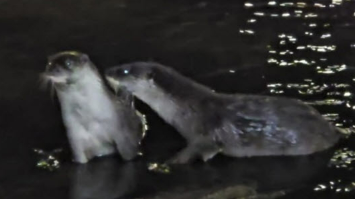 부산 기장군 좌광천 일대에서 수달이 발견됐다. 기장군 제공