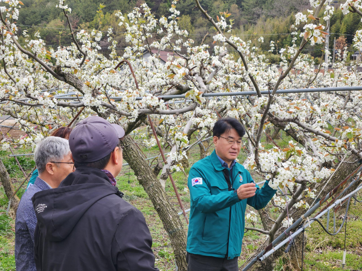배꽃 냉해 현장 점검. 경남도청 제공