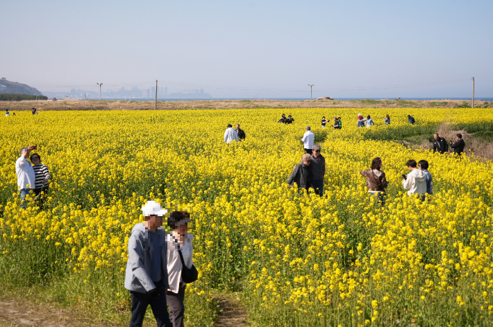 양양군 가평리 유채꽃밭을 찾은 시민과 관광객들. 양양군 제공