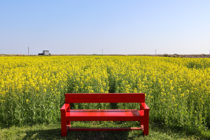양양군 가평리 유채꽃밭. 양양군 제공