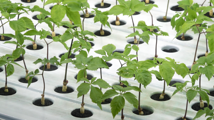 해피팜 내부 사진. 노컷TV 캡처