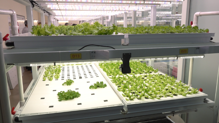 해피팜 내부 사진. 노컷TV 캡처