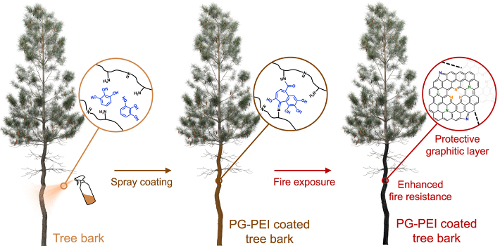경북대 이규의 교수팀이 개발한 친환경 난연제를 나무에 뿌리고 실험한 결과 코팅 처리된 나무의 생존율이 100%에 이른 것으로 나타났다. 이규의 교수 연구자료 캡처 