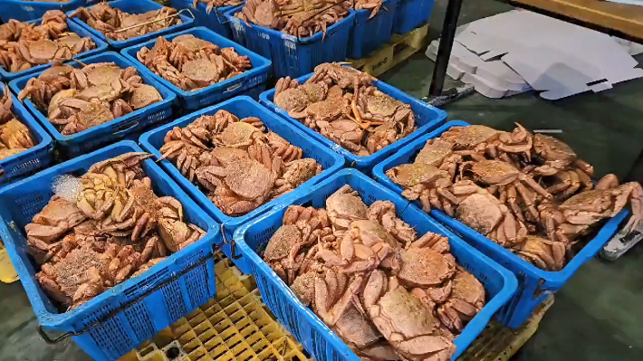 압수한 러시아산 털게. 포항해경 제공