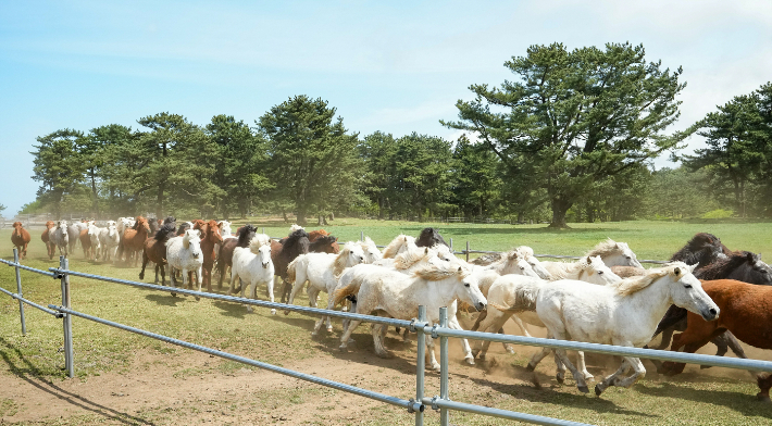 '2025 제주마 입목 문화축제'가 19일과 20일 제주시 5.16도로변 제주마 방목지에서 열렸다. 제주도 제공