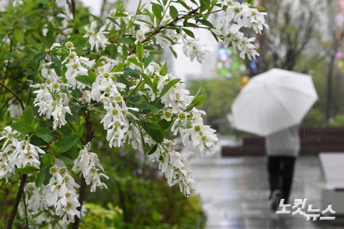 촉촉하게 내리는 봄비