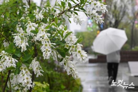 촉촉하게 내리는 봄비