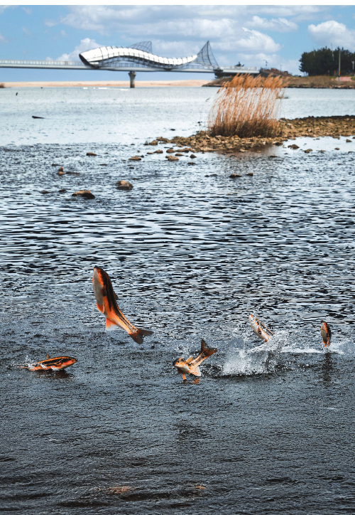 경북 울진군 근남면 수산리 울진은어다리에서 황어가 산란을 위해 상류로 올라가고 있다. 울진군 제공