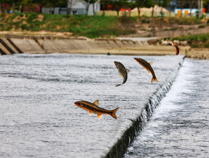 경북 울진군 근남면 수산리 울진은어다리에서 황어가 산란을 위해 상류로 올라가고 있다. 울진군 제공