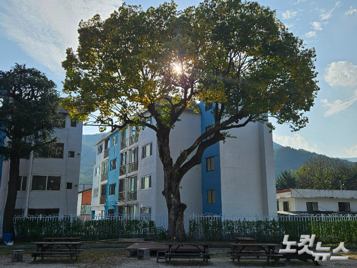 땡땡마을 운동장에는 왕버들, 백합나무, 회양목, 전나무, 잣나무 등 다양한 나무들이 심겨져 있다. 반웅규 기자