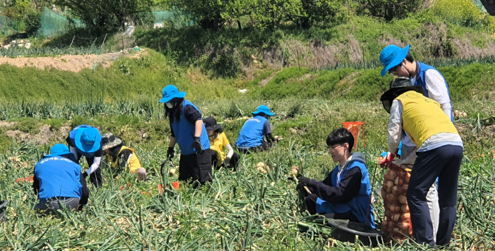  지난 26일 경상국립대학교 학생들이 거제시 장목면 일원의 양파 농가를 찾아 일손돕기를 하고 있다. 경남농협 제공