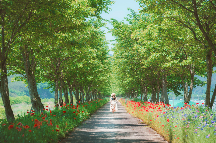 의령 화정 양귀비 꽃길. 경남도청 제공 