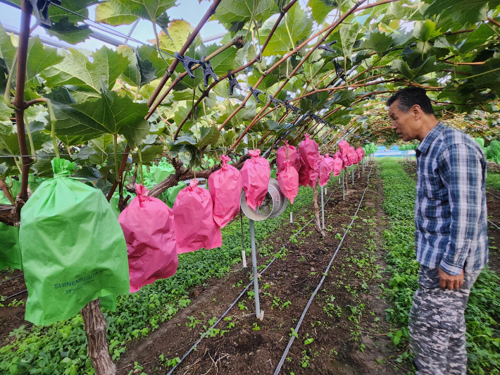 경주시가 개발한 기능성 핑크봉지를 활용해 샤인머스켓 포도에 착색을 유도하고 있는 모습. 경주시 제공