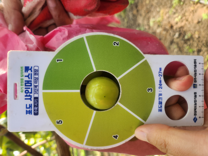 기능성 핑크봉지를 씌운 샤인머스켓의 숙기 상태를 칼라차트를 이용해 측정하고 있다. 경주시 제공