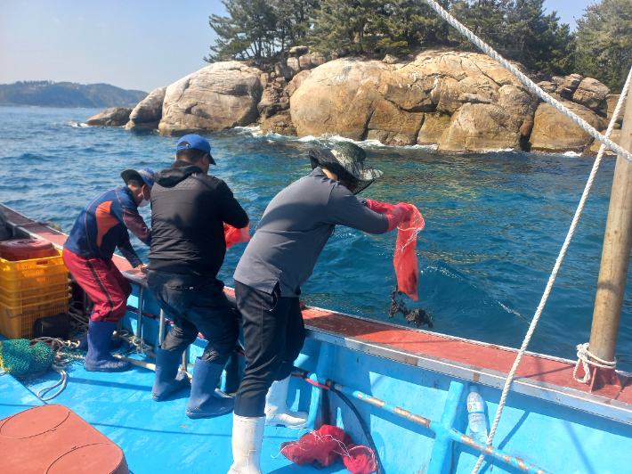 뚝지를 방류하고 있는 모습. 양양군 제공