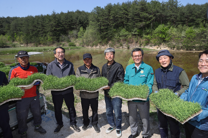 최고 품질로 평가받고 있는 신품종 '해들벼'와' 알찬미'의 첫 모내기 작업을 직접 하고 있는 김홍규 강릉시장. 강릉시 제공