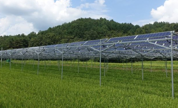 전남의 한 영농형 태양광 시설. 전남도 제공
