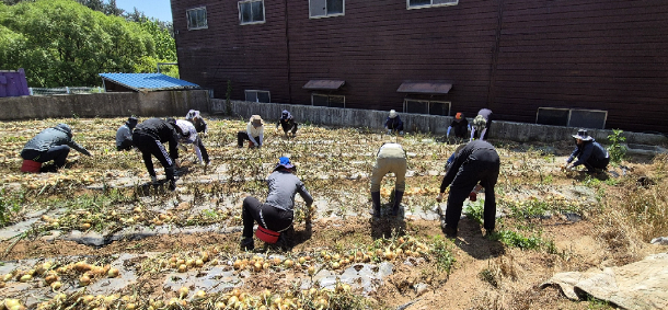 전남도 공직자들이 농번기를 맞아 농촌일손돕기에 나서 양파 수확을 돕고 있다. 전남도 제공