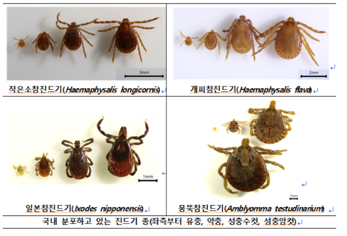 국내에 분포하는 참진드기 종류. 농림축산검역본부 제공