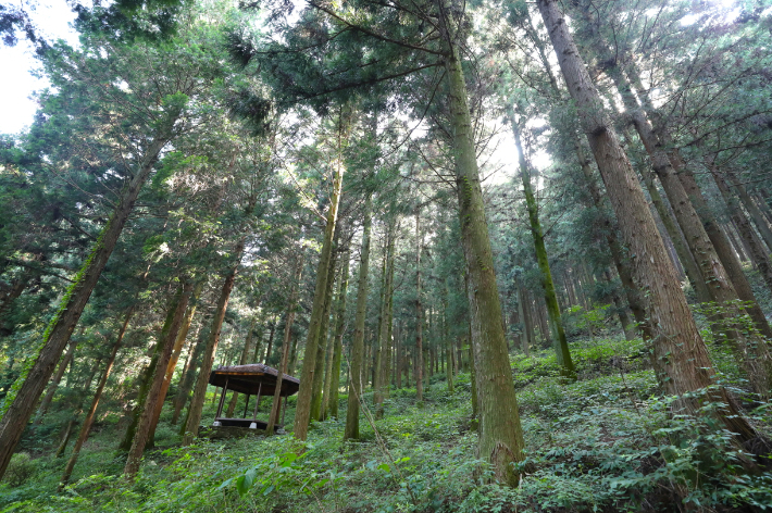 무등산편백자연휴양림. 전남도 제공