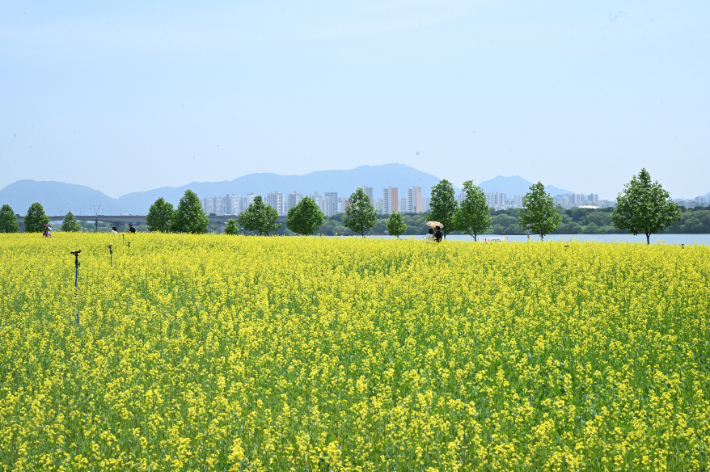 구리한강시민공원에 펼쳐진 유채꽃. 구리시 제공