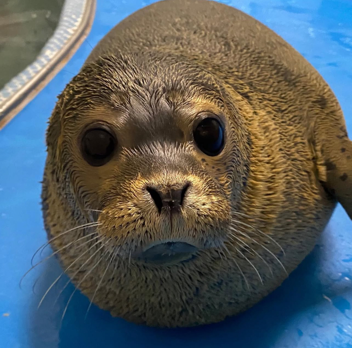 우치동물원에서 태어난 아기 물범의 이름이 '몰랑이'로 확정됐다. 광주시 제공