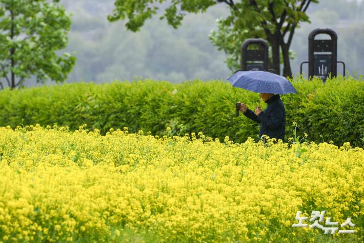 노란 추억 한장