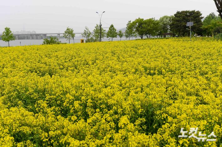 유채꽃 피어 있는 구리한강시민공원