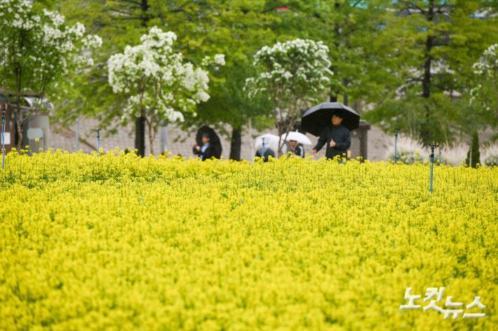 유채꽃 만개