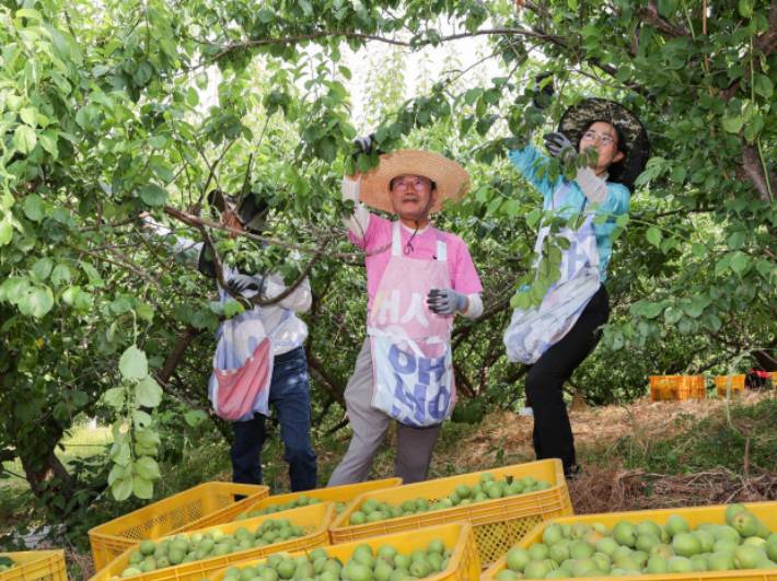 지난해 인력난을 겪는 고령 매실농가를 찾아 수확 봉사에 나선 정인화 광양시장과 공직자들. 광양시 제공   