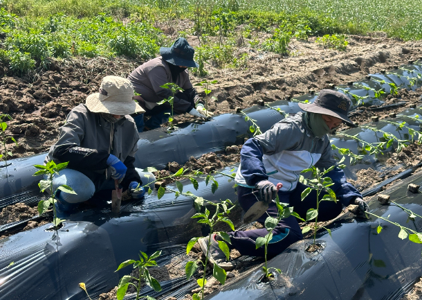 전남의 한 농가에서 농번기를 맞아 고추 모종을 심고 있다. 전남도 제공