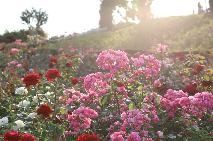 상주 함창명주 테마파크 장미동산. 경북문화관광공사 제공