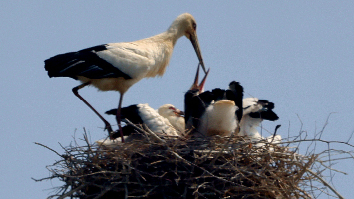 황새. 광주환경운동연합 제공