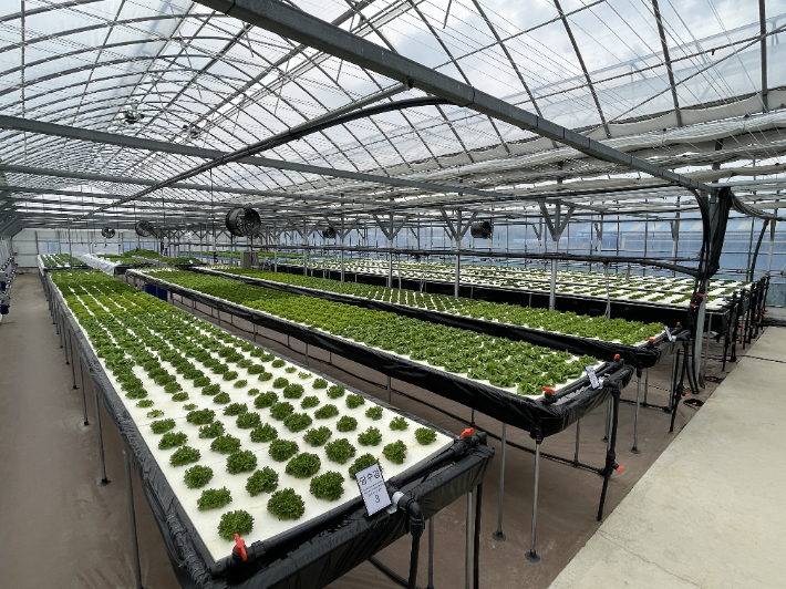 강릉시농업기술센터  간이형 엽채류 수경재배 실증. 강릉시 제공