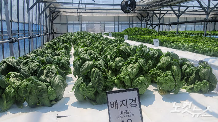 강릉시농업기술센터가 연곡면 동덕리에 위치한 솔향농원 실증시험포에서 간이형 순환식 수경재배기술 실증을 본격 추진하고 있다. 전영래 기자