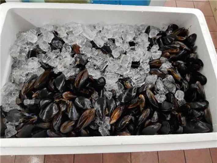 패류독소 기준치를 초과한 홍합. 자료사진