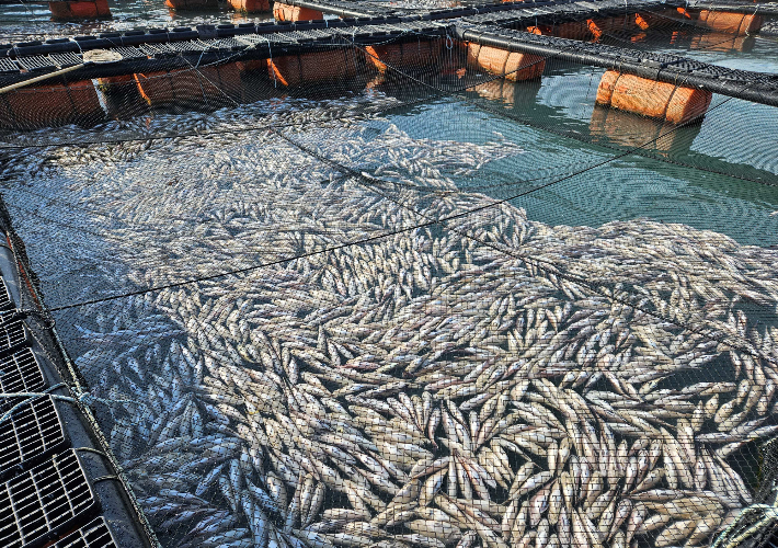 양식장 저수온피해. 전라남도 제공 